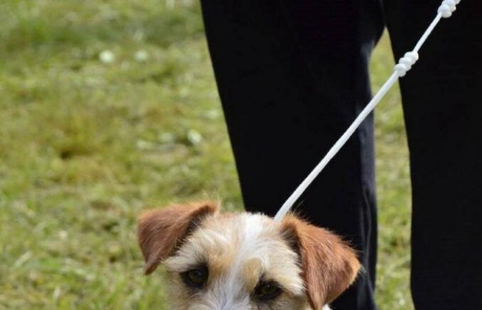 A worrying series of dog disappearances in Orne has owners fearing the worst