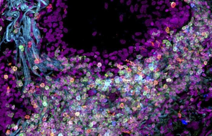 Scientists map the human body, one cell at a time