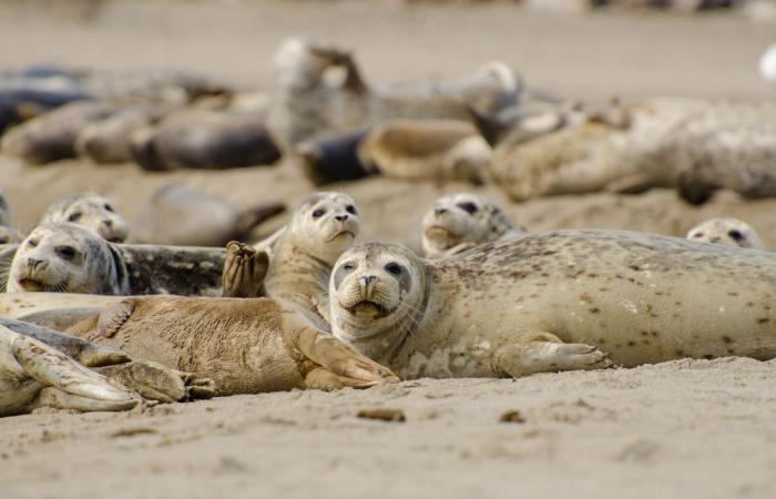 nearly 2,000 seals of an endangered species dead in one month