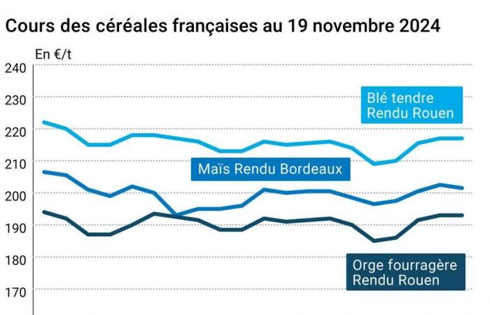 COTidienne | Cereals – Very small increase in wheat prices on world markets, very slight decline in corn