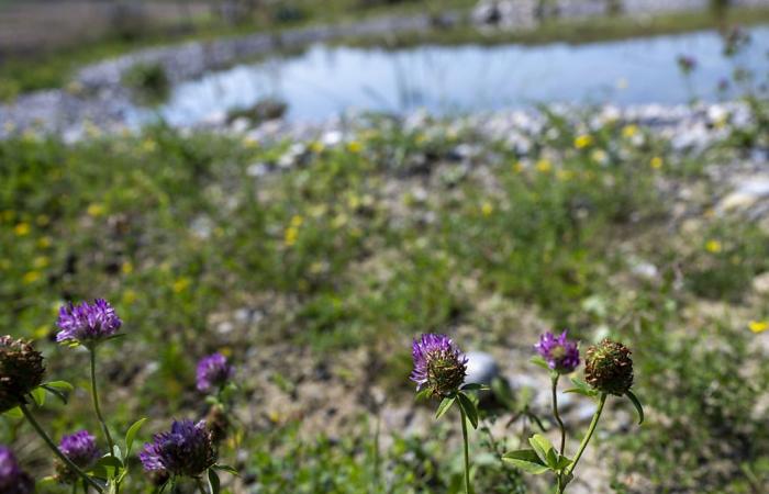 New measures to preserve biodiversity in Switzerland