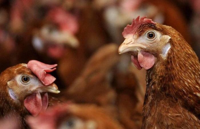 A child infected with the bird flu virus in the United States