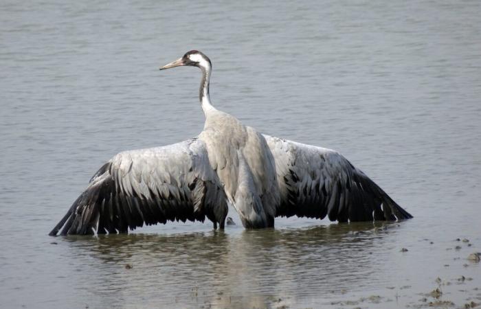 an infected common crane discovered near Lake Puydarrieux