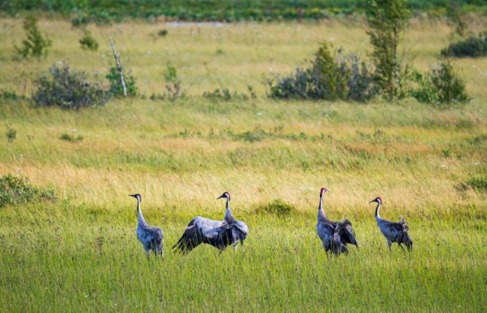 Avian flu: a confirmed case in the North-East of the Hautes-Pyrénées