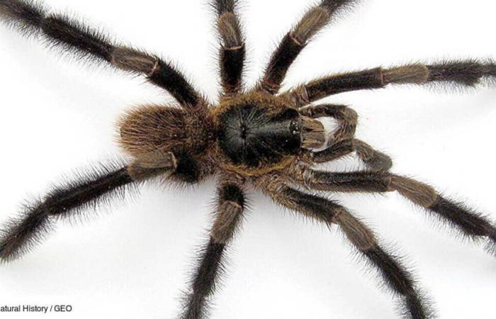 Discovery of a new giant, hairy spider that fascinates scientists