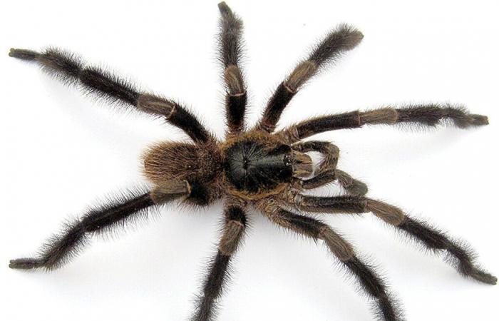 A new giant tarantula discovered in Cuba