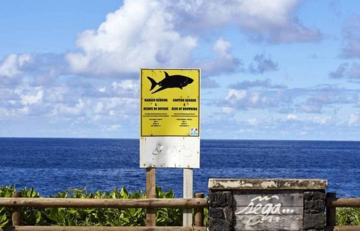 Reunion. The appearance of a shark leads to an evacuation in the middle of a surfing competition