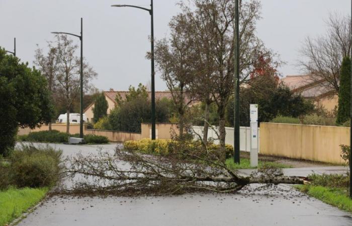 Storm Caetano in Vienne: the first damage