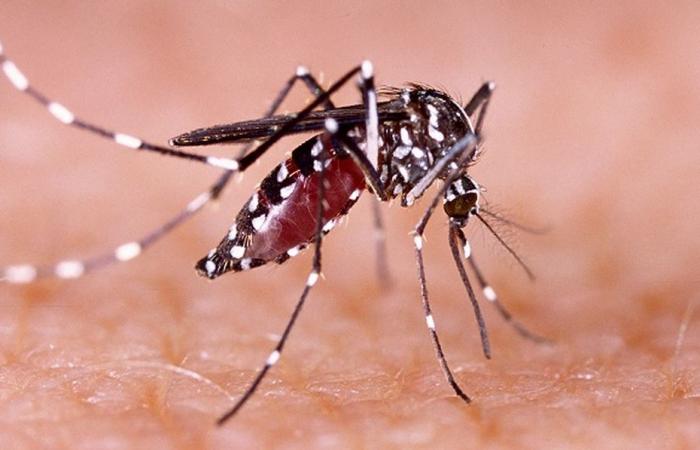 Study estimates one in five cases of dengue fever linked to climate change