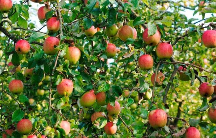 A yield of more than 59 thousand tonnes of apples in 2023