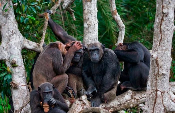 Migration, a driving force behind the cultural development of chimpanzees