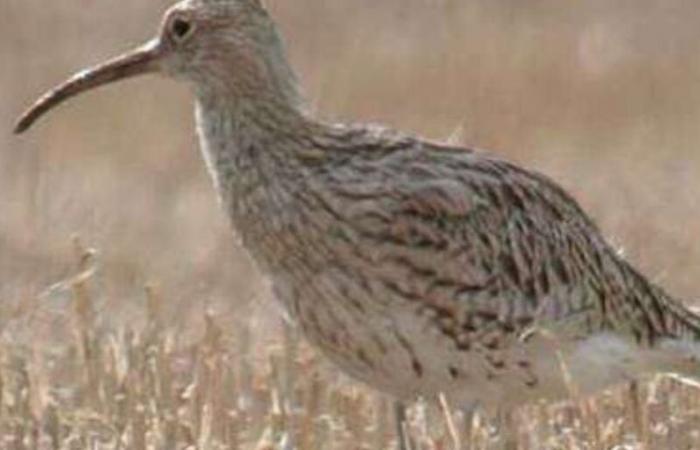 Confirmed extinction of a bird last seen in Morocco