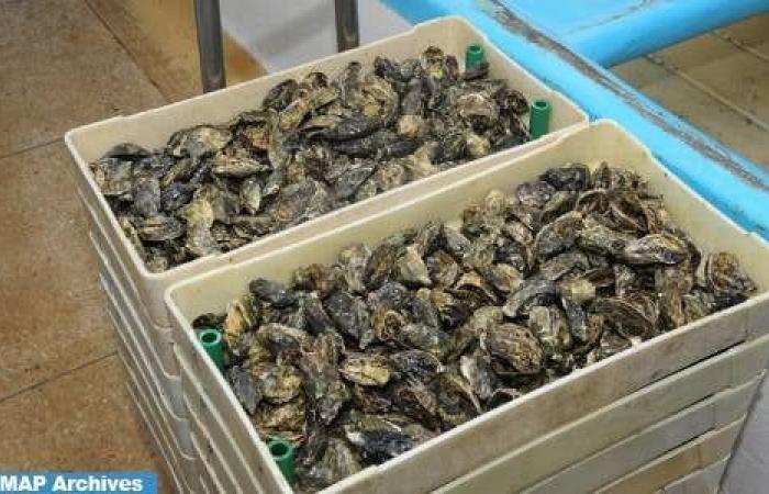 Agadir: ban on the harvest and marketing of shellfish products from the Tamri-Cap Ghir and Imi Ouaddar zones