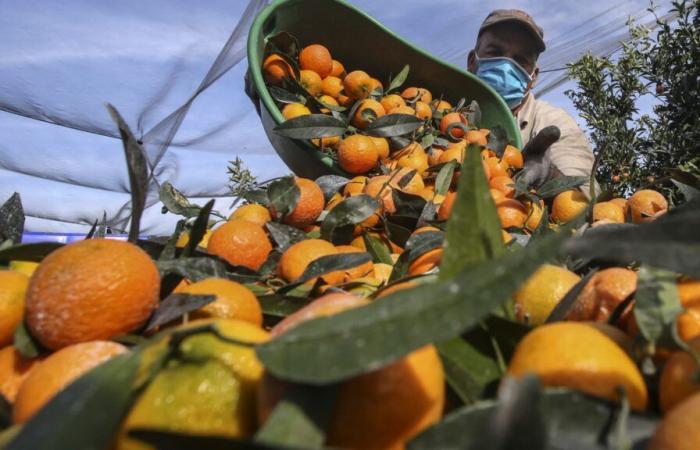 it’s peak clementine season, here’s how to choose them wisely