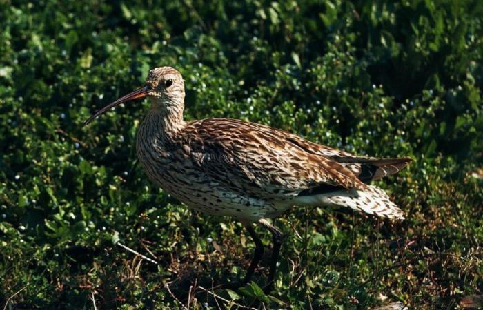 A study confirms the disappearance of the Slender-billed Curlew, a migratory bird last seen in Morocco