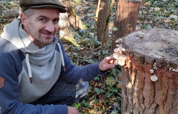 Haute-Marne. He brings a mill back to life by growing mushrooms