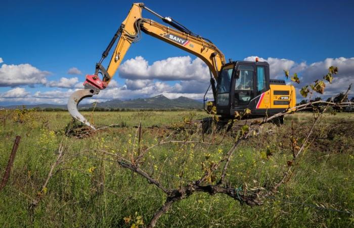 More than 1,000 hectares of vines uprooted in Vaucluse