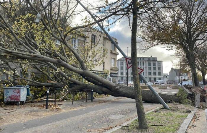 numerous tree falls in Loire-Atlantique