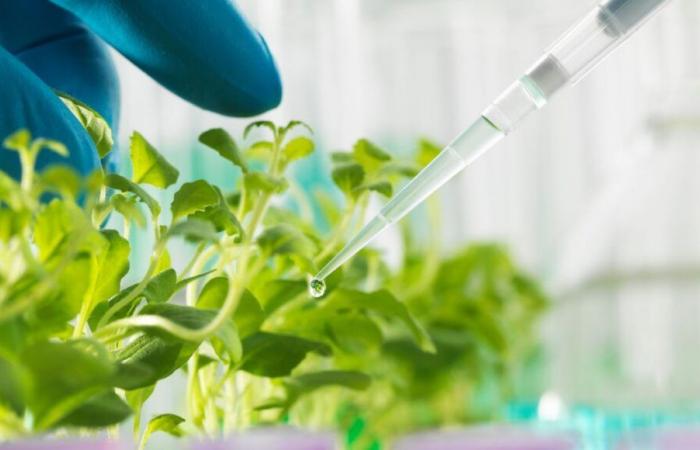 Vaccination of plants, soon the green light?