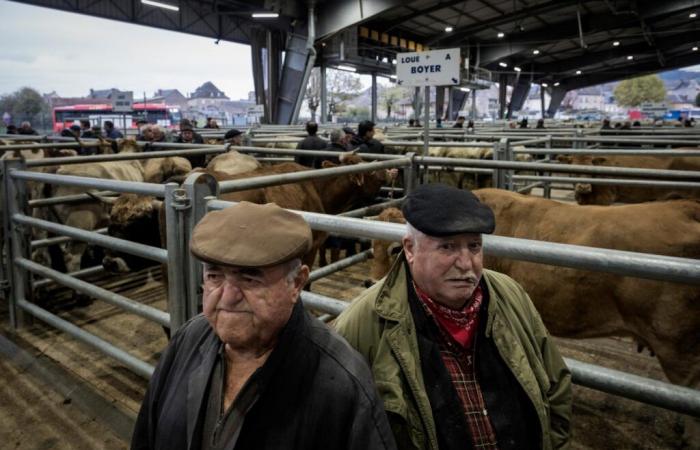 At the livestock market of Laissac, in Aveyron, peasant concern over Mercosur