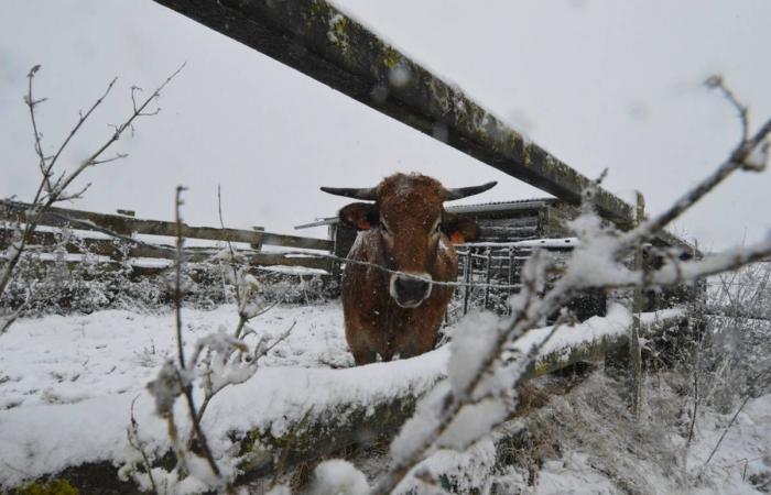 Caetano Depression in Eure-et-Loir: the cold snap continues this Friday, November 22, before a mild spell on Saturday