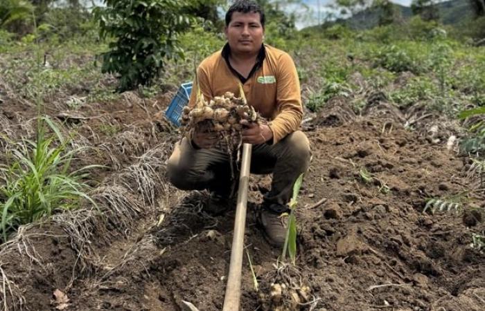 “Local demand for ginger increases as producers wait for better prices on global markets”