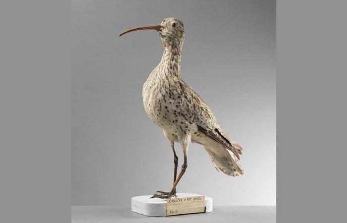 The Slender-billed Curlew has disappeared for good, the first extinction of a continental bird species in Europe, study finds