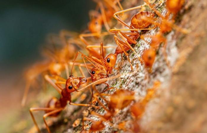 A colony of electric ants discovered in the Var: should we be worried?