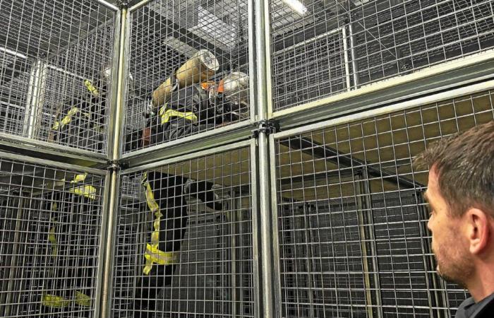 In Ille-et-Vilaine, this cage allows firefighters to train in the worst intervention conditions