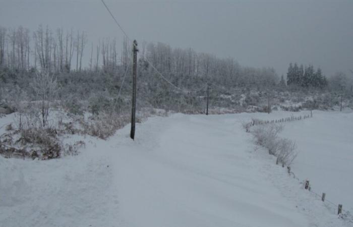 hedges to combat the effects of snow