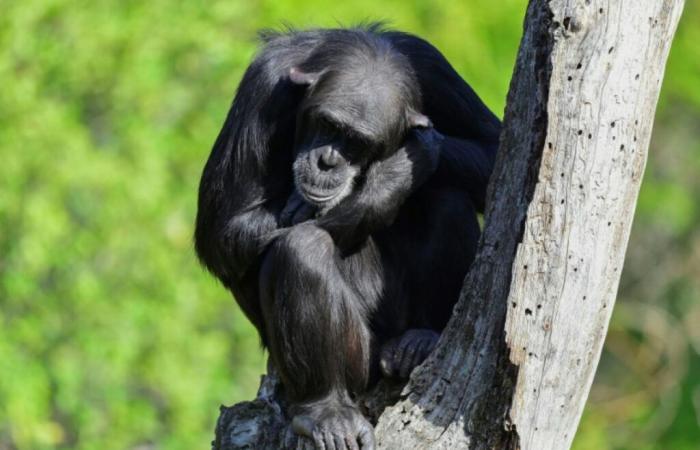 Chimpanzee tools become more sophisticated through exchanges, study shows – 11/21/2024 at 10:48 p.m.