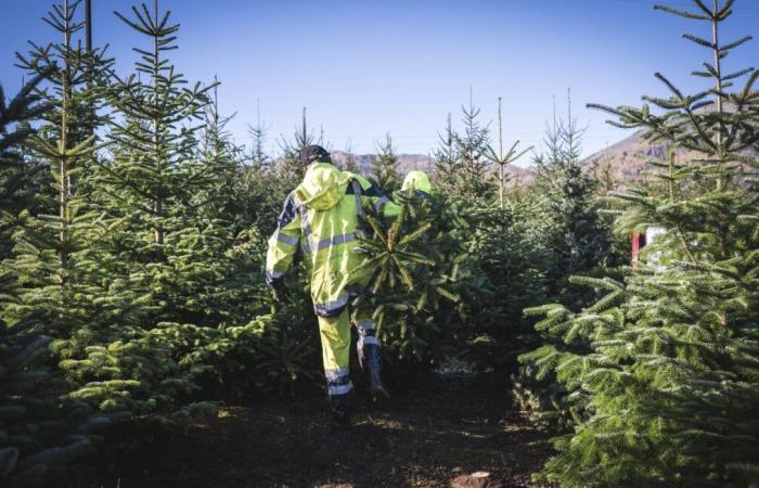 The mayor of this village offers a Christmas tree to all the inhabitants