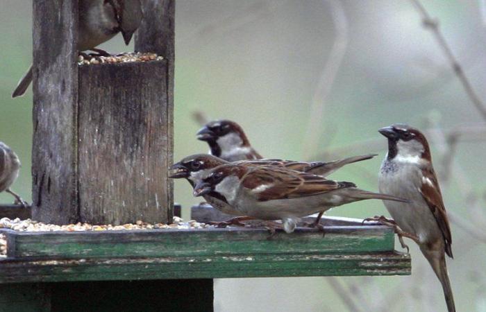 How to properly feed birds in winter? Advice from the LPO du Lot