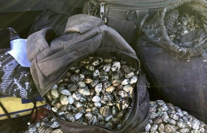 Hérault/Bouches-du-Rhône: A major illegal clam fishing network dismantled