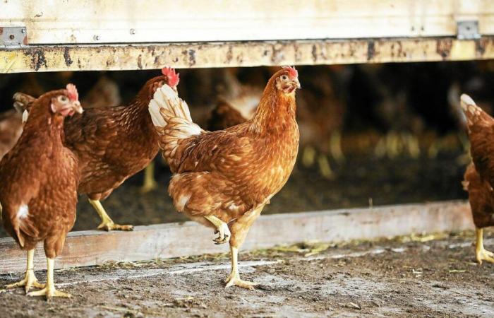 Avian influenza: the Morbihan chamber of agriculture demands better compensation