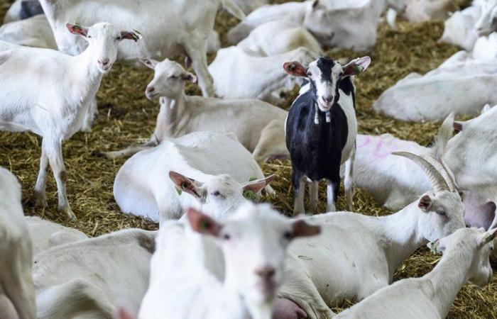 More than 200 goats died in the flames: dramatic fire on a farm last night