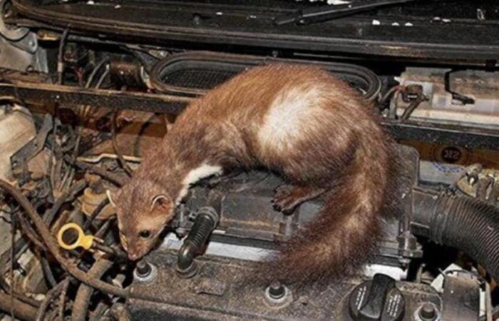 His car completely eaten up by rats, he attacks his insurer