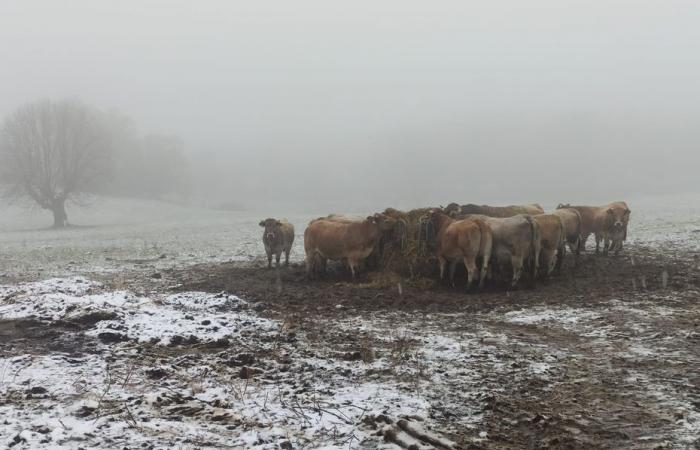 WEATHER REPORT. The first snowflakes in Lozère above 500 meters, rain expected for the weekend