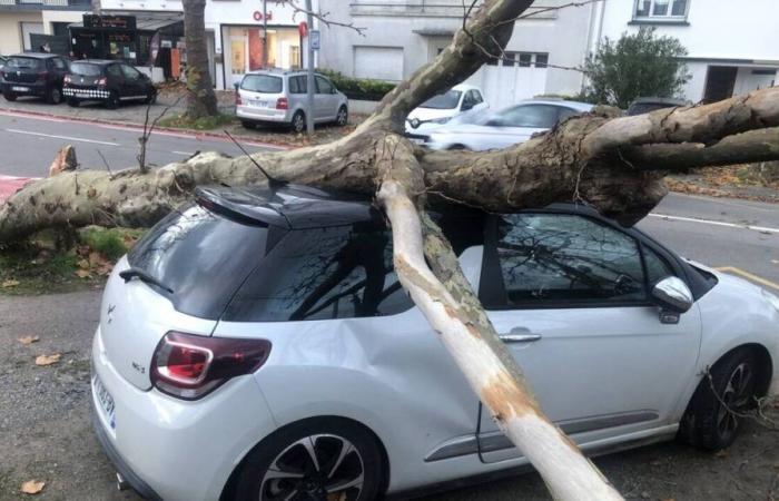 IN PICTURES. In Saint-Nazaire, storm Caetano breaks trees and wreaks havoc at the foot of the bridge