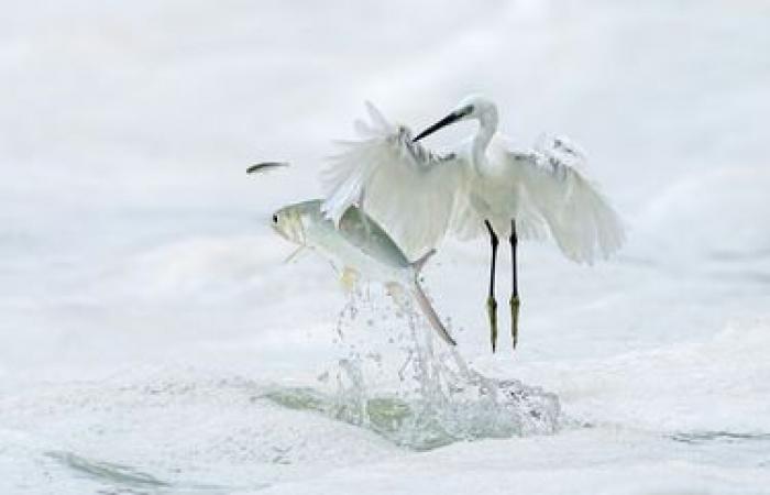 exceptional photos of wild nature revealed