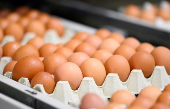 How many eggs can you eat per day? A nutritionist's answer