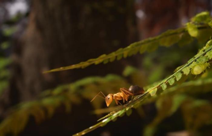 “Les Fourmis” puts the animal paw on the video game