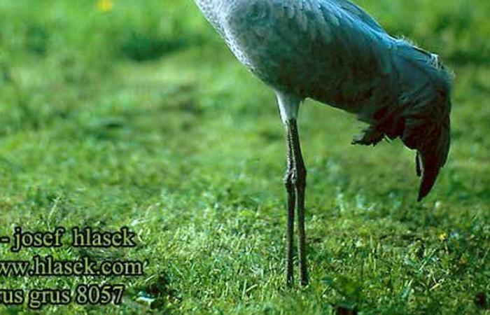 Avian flu: a common crane infected with the virus found dead in the Pyrenees