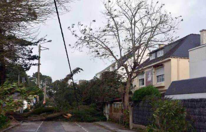 50,000 customers without power, trees uprooted, several injured