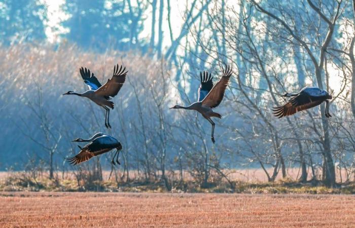 Concern after the discovery of a bird, infected with avian flu, found dead near a lake in the Pyrenees