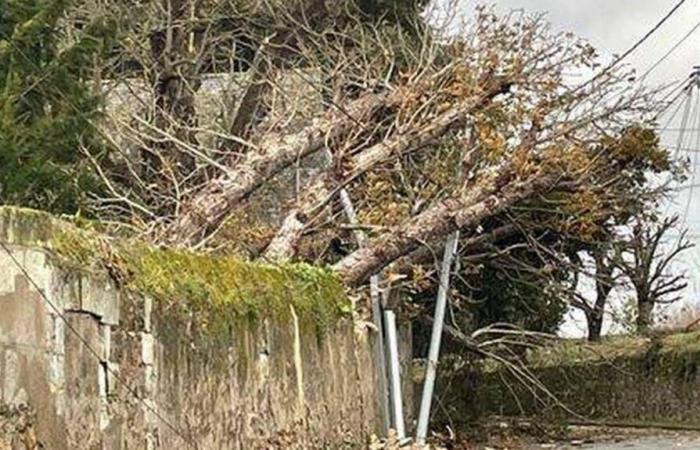 Storm Caetano. Fallen tree, damaged roofs… Nearly 400 interventions by firefighters in Anjou