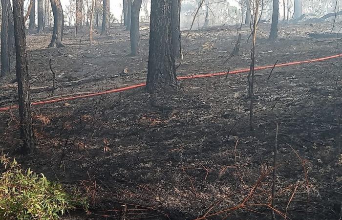 five hectares burned in Saint-Louis