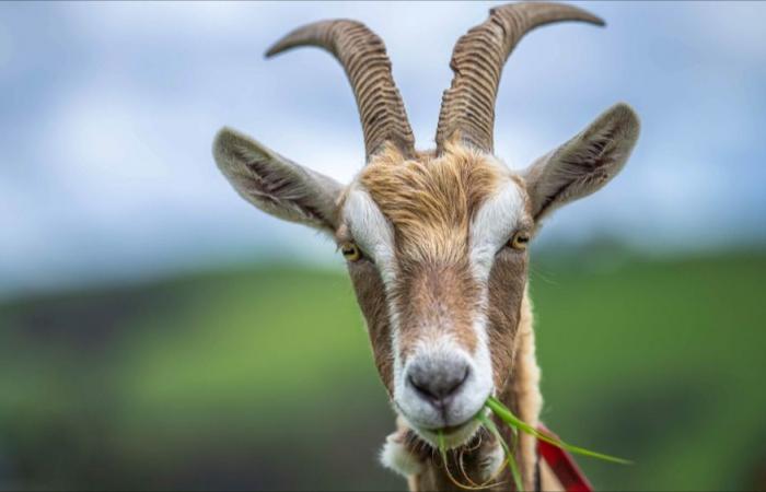 more than 200 goats die in devastating farm fire