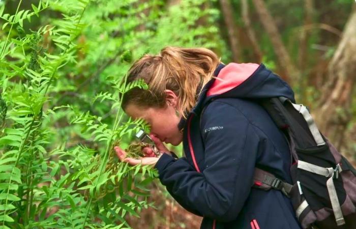 how the forest reconquers burned lands after the 2022 fires