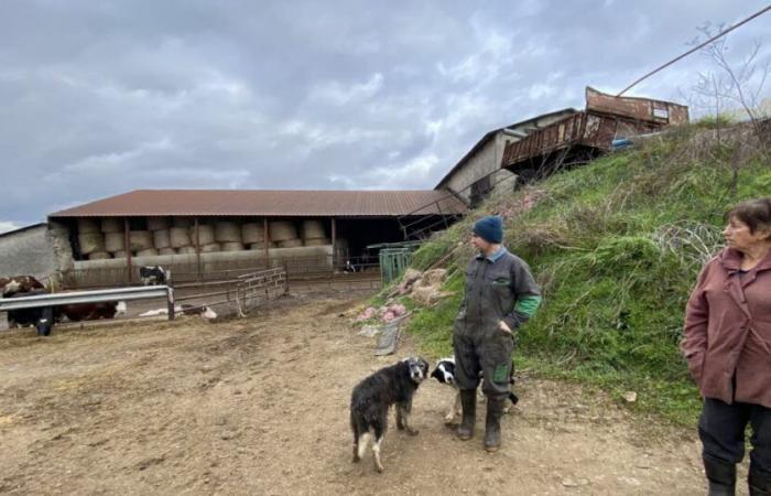 Haute-Loire. On this farm in Rosières, “we haven’t paid each other a salary for six months”